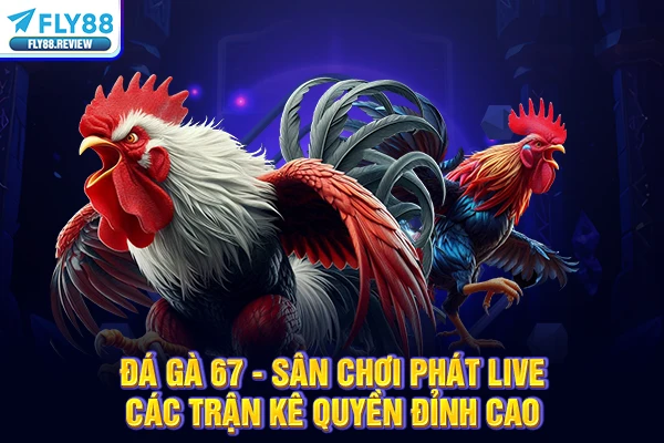 Đá Gà 67 - Sân Chơi Phát Live Các Trận Kê Quyền Đỉnh Cao