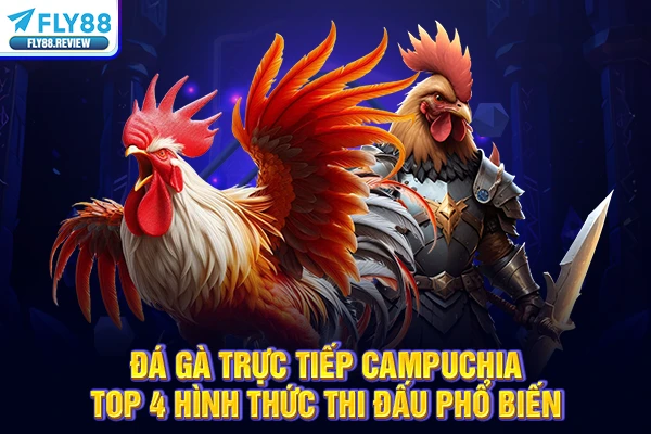 Đá Gà Trực Tiếp Campuchia | Top 4 Hình Thức Thi Đấu Phổ Biến