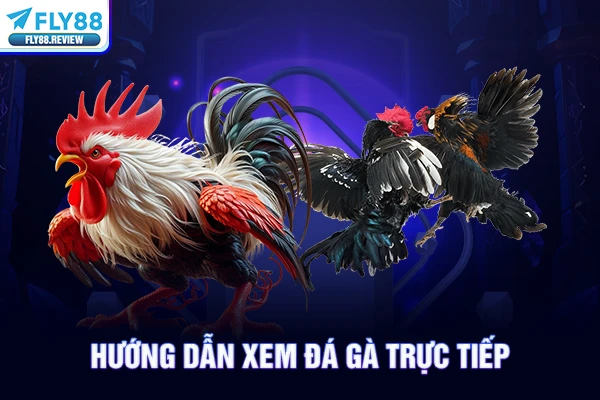 Hướng dẫn xem đá gà trực tiếp